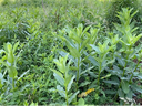 Cluster of tall broad-leaf green plants growing amid grassy vegetation