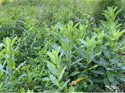 Cluster of tall broad-leaf green plants growing amid grassy vegetation