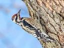 Photo of Yellow-Bellied Sapsucker.