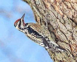 Photo of Yellow-Bellied Sapsucker.