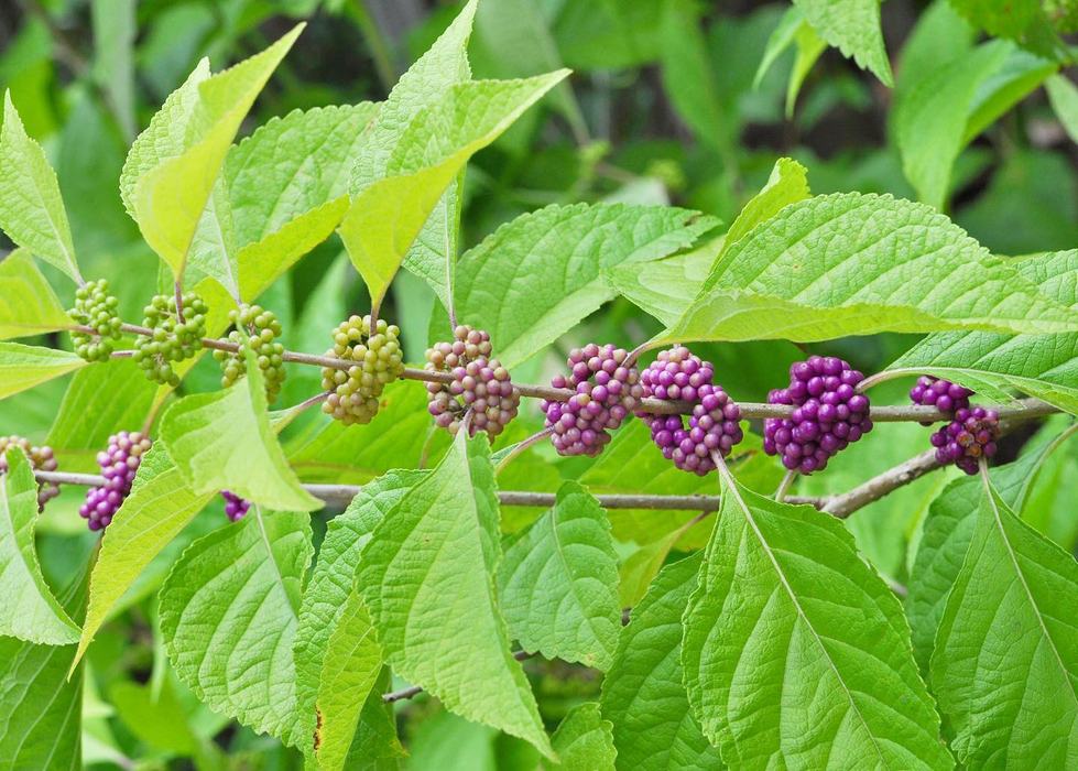 beautyberry