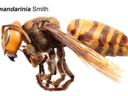 Vespa mandarinia Smith, lateral close-up of Asian giant hornet specimen