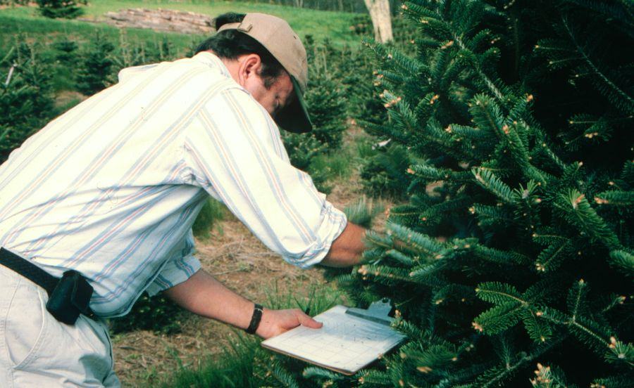 Scout beating foliage over a plate to learn what pests are present
