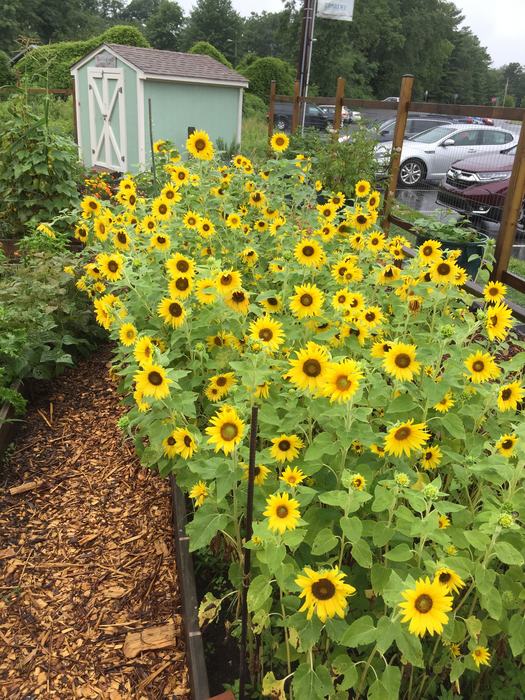 sunflowers at the Bountiful Harvest Community Garden