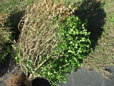  littleleaf boxwood