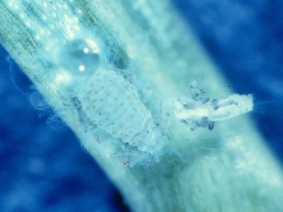 Balsam twig aphid with cast skin and honeydew
