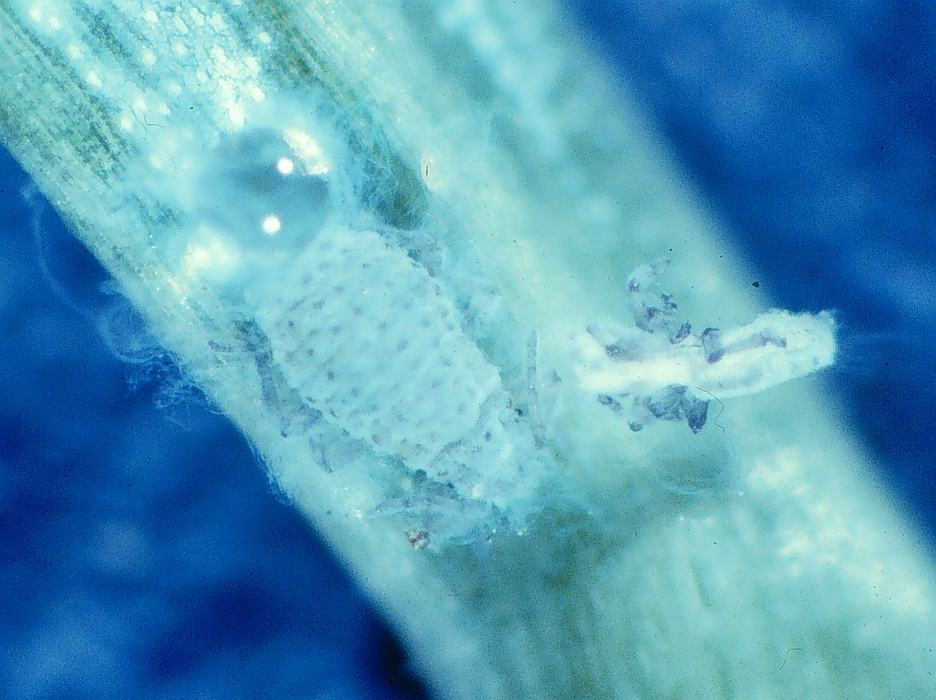 Balsam twig aphid with cast skin and honeydew