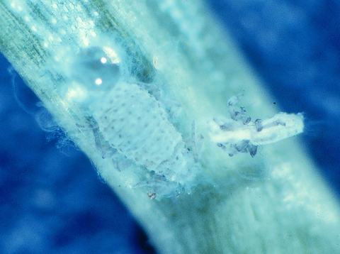 Balsam twig aphid with cast skin and honeydew