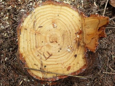 Tree stump cross-section showing concentric growth rings and wood debris