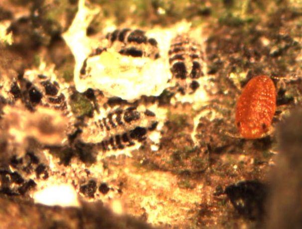Balsam woolly adelgid nymphs and crawler