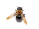 carpenter bee