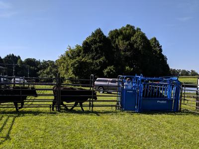 Cattle walking through corral toward blue Priefert cattle chute with handler