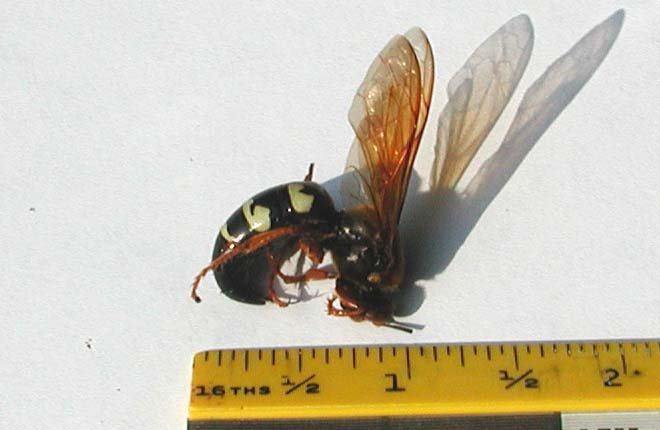 cicada killer wasp