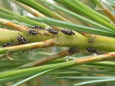 Cinara aphids on white pines
