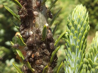 Dozens of Cinara aphids on trunk