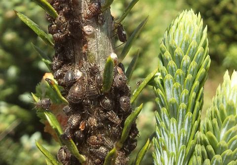 Dozens of Cinara aphids on trunk
