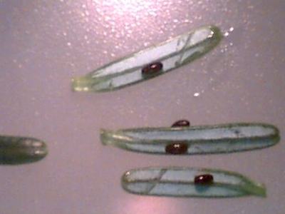 Four green-tinted contact lenses on a surface, each with a small brown bead near center