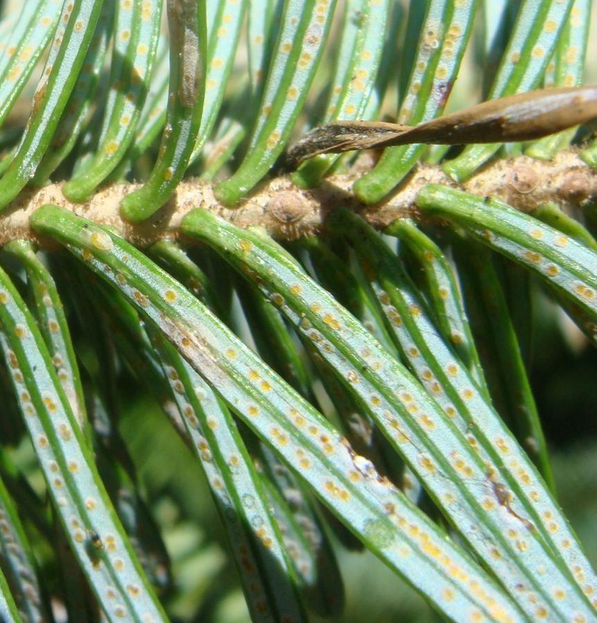 Cryptomeria scales on Fraser fir