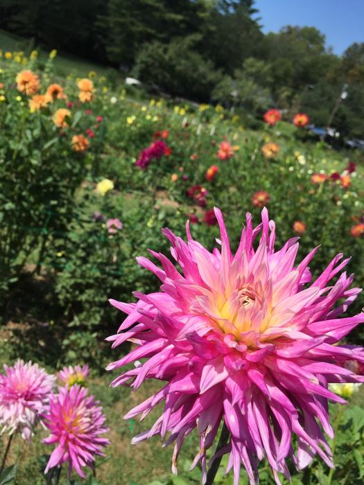dahlia garden at Bullington Gardens