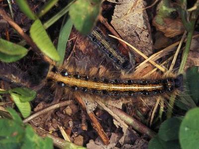 Striped hairy caterpillar with yellow and black bands on leaf litter