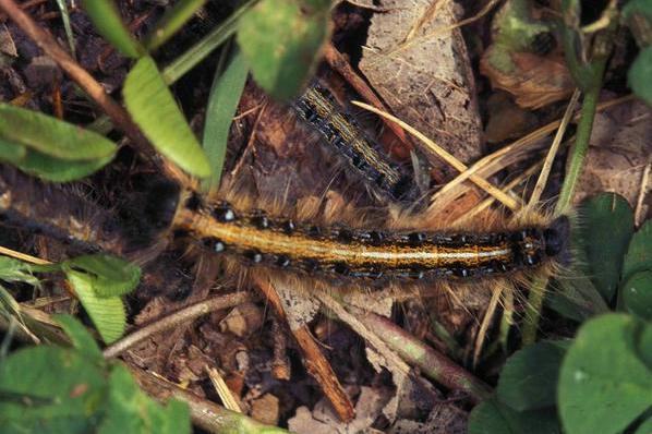 Easter tent caterpillars looking for a place to spin their cocoons and pupate