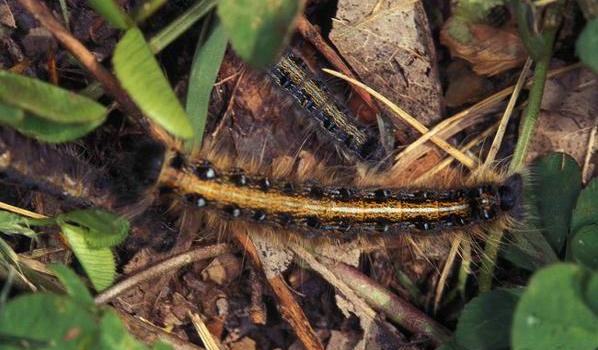 Eastern Tent Caterpillar - Union County Center | N.C. Cooperative Extension