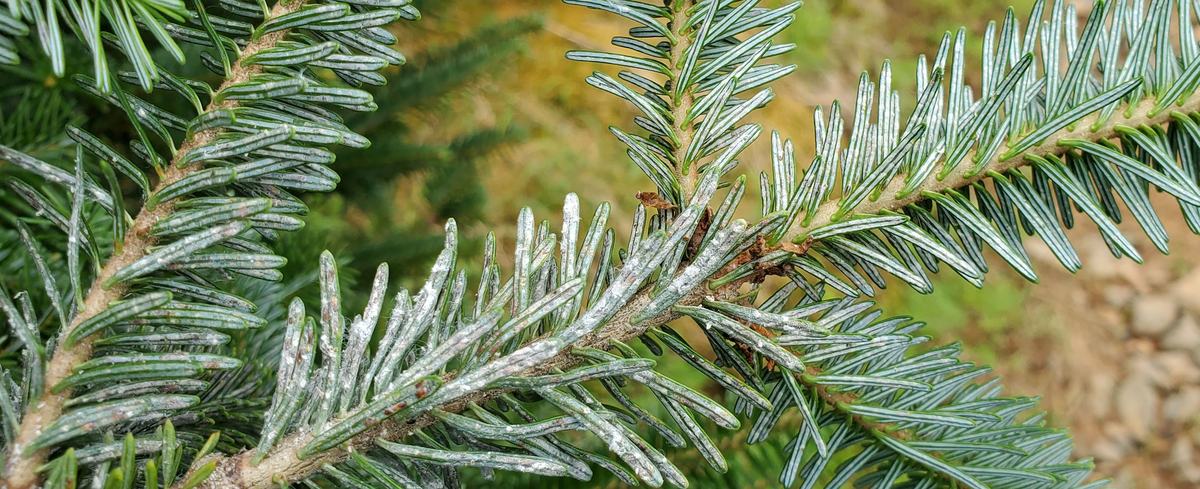 Branch heavily infested with elongate hemlock scale on multiple years of growth.