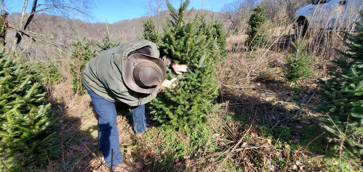 A scout looks at the underside of needles for the presence of scales
