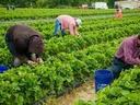 farmworkers