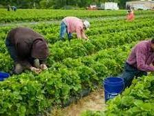 farmworkers