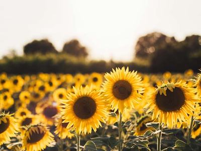 Sunflowers