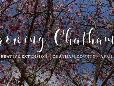 Blooming magnolia branches; text "Growing Chatham" and "NC Cooperative Extension · Chatham County · April 2021"