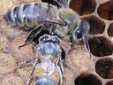 Hone Bees