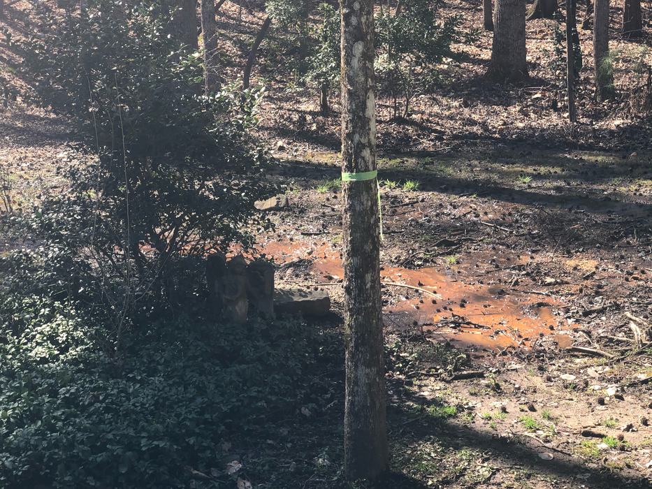 tree marked for removal