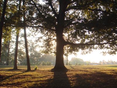southern red oak sunrise