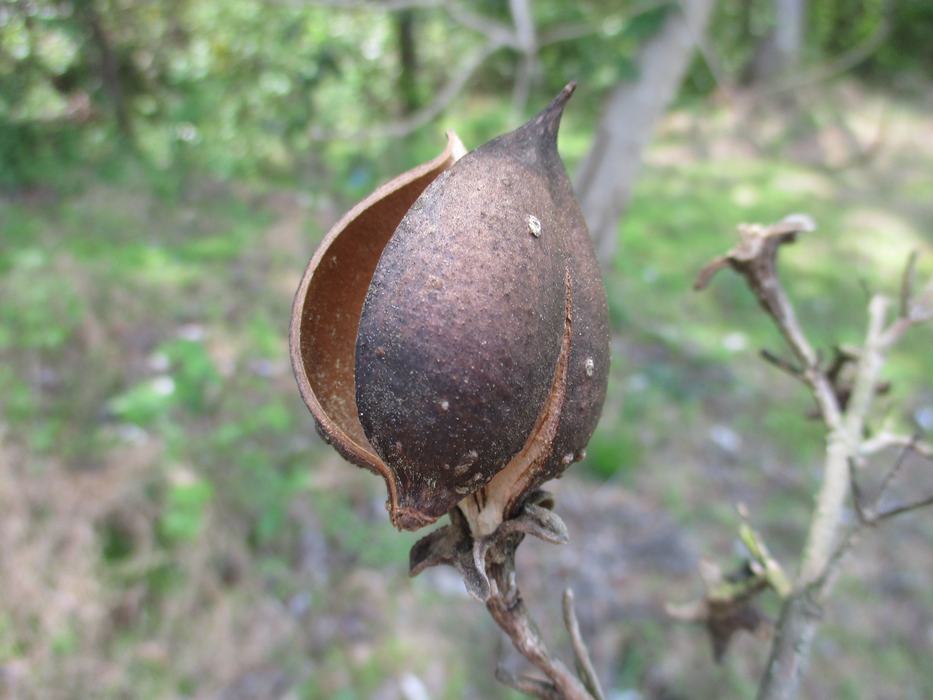 Woody seed-bearing fruit