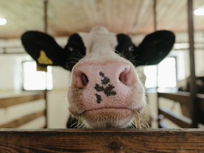 Image of the face of a black and white cow close to the camera