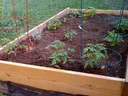 raisedbedgarden