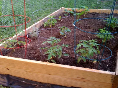 raisedbedgarden