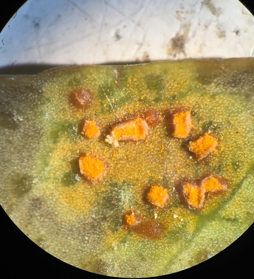 American holly rust
