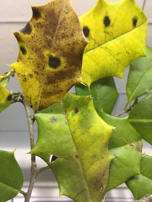 American holly rust