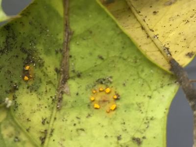 American holly rust