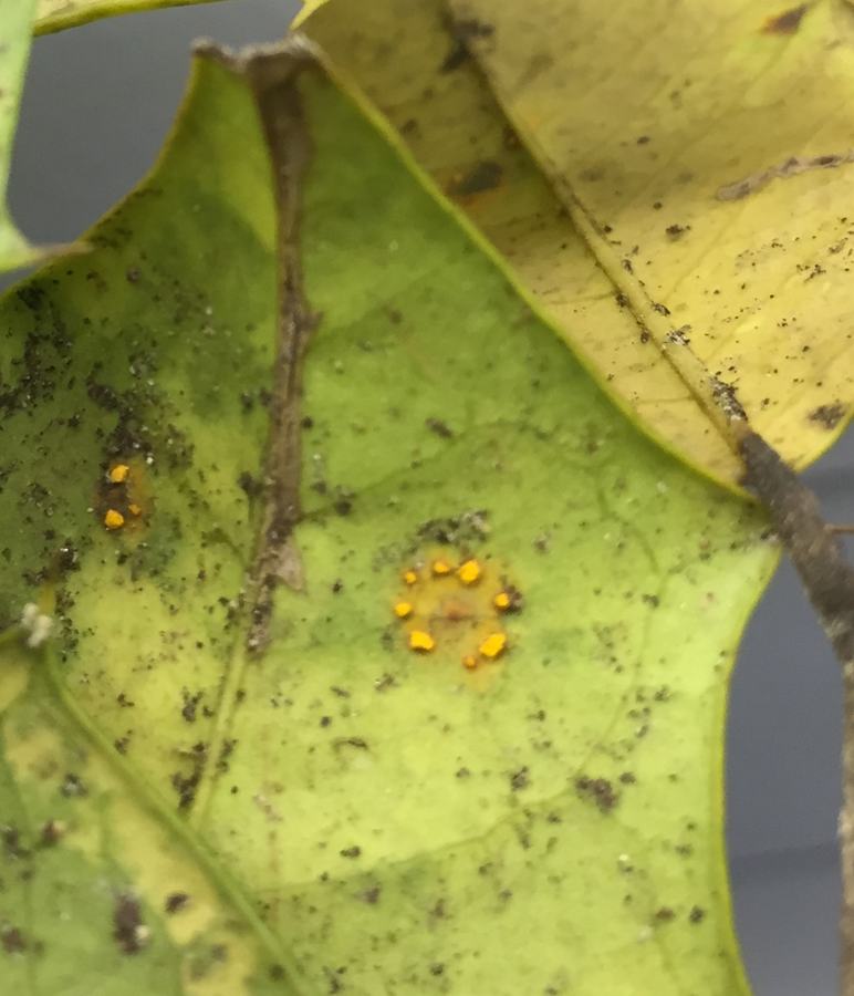 American holly rust