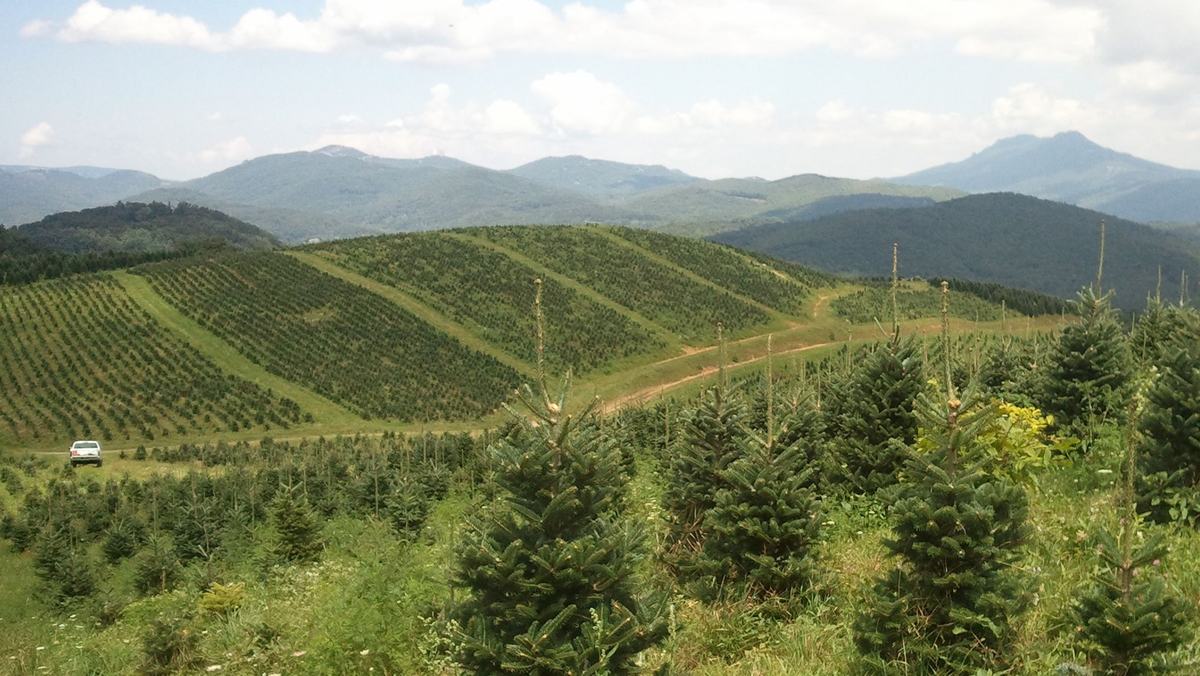Field laid out in blocks