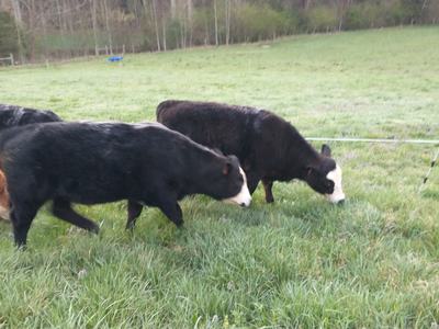 cows in pasture