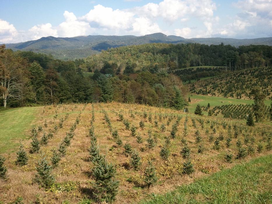 A field of small trees need to be scouted too