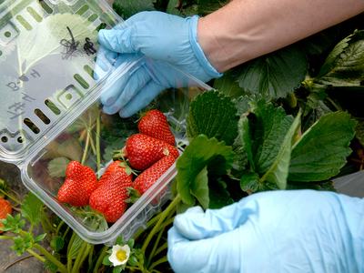 Strawberries are picked and then placed in a clamshell for distribution and market...Photo by Becky Kirkland