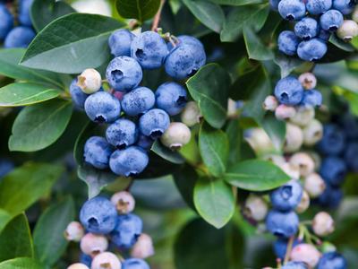 Close up picture of ripening blueberries on a blueberry bush