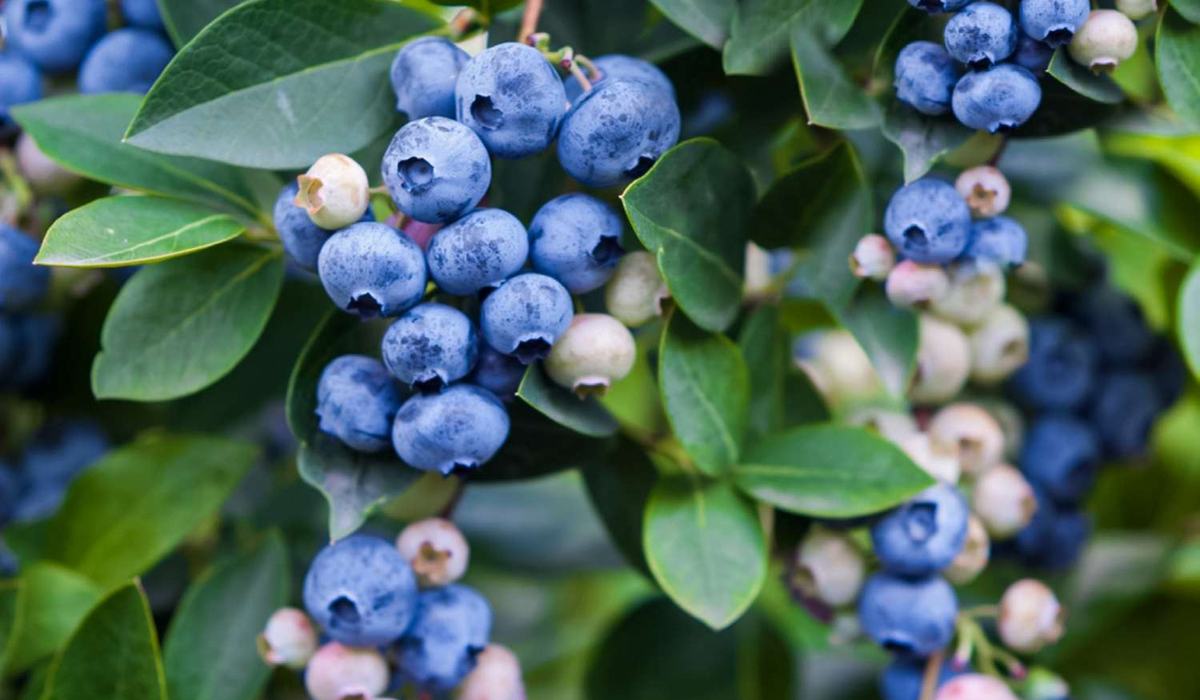 Care Guide: Berries and Bare Root Vegetables - Haywood County Center ...