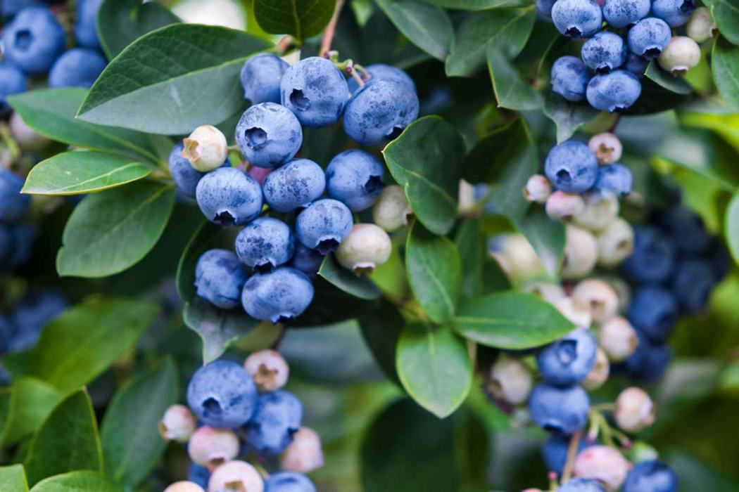 Care Guide: Berries and Bare Root Vegetables - Haywood County Center | N.C.  Cooperative Extension